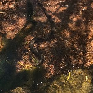 Meet your Posher, Nina